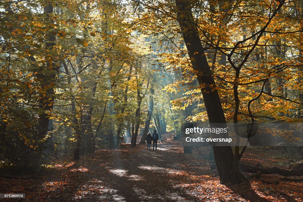 Autumn woodland path
