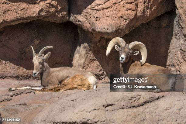 desert bighorn ram and ewe, laying down in enclosed space at arizona sonora desert museum. - arizona sonora desert museum stock pictures, royalty-free photos & images