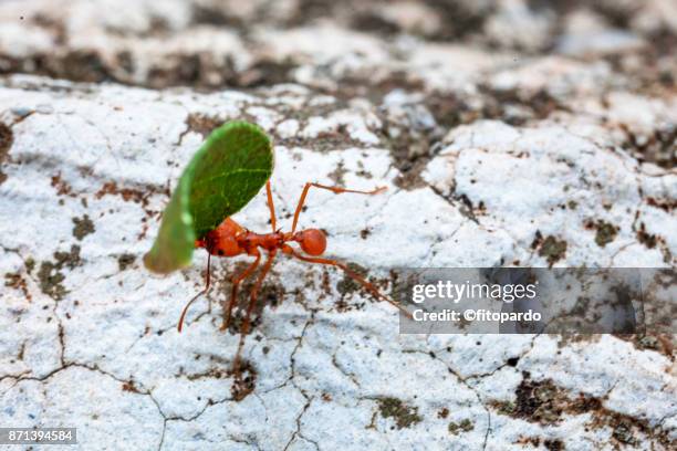 leafcutter ant from chiapas mexico - eating insects stock pictures, royalty-free photos & images
