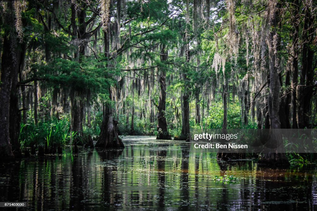 Trees of the Louisiana Swamp