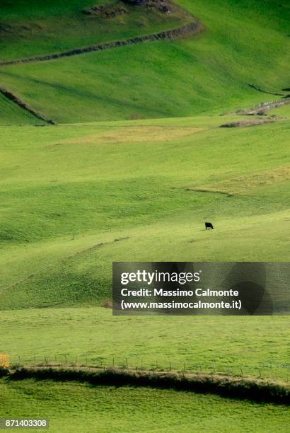 lonely cow in a green landscape - asiago italy stock pictures, royalty-free photos & images