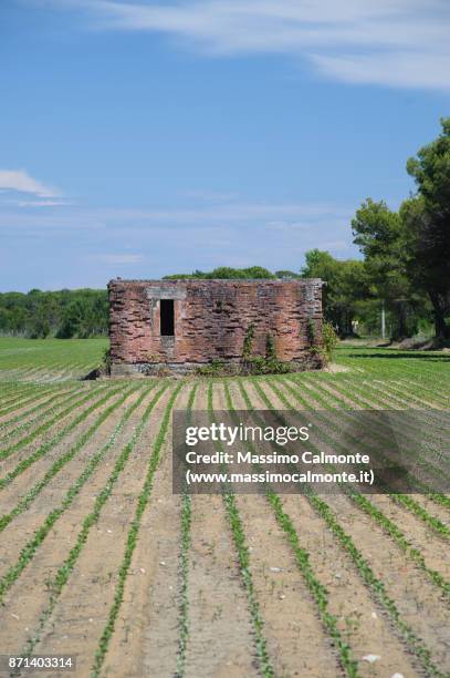 abandoned building structure surrounded by cultivated fields in summer. - bibione stock pictures, royalty-free photos & images