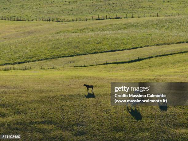 group of horses in backlight at sunset - asiago italy stock pictures, royalty-free photos & images