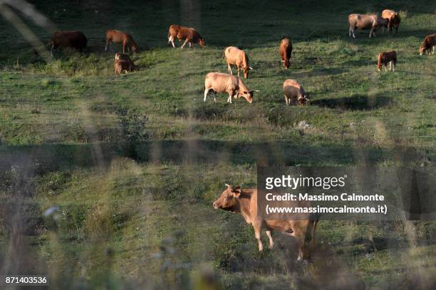 group of cows - asiago italy stock pictures, royalty-free photos & images