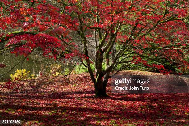 carpet of red autumn leaves at stourhead gardens, wiltshire - canadian maple leaf stock pictures, royalty-free photos & images
