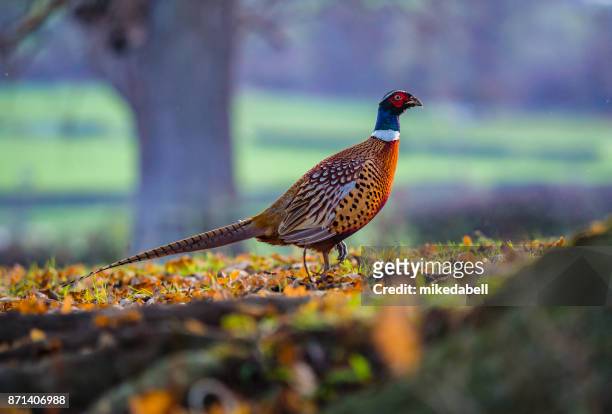 ziehe fasane - pheasant bird stock-fotos und bilder