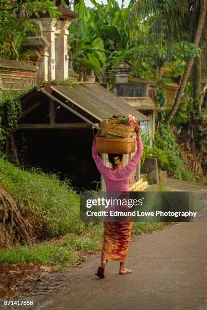 woman in bali with hindu offerings. - bali women tradition head stock pictures, royalty-free photos & images