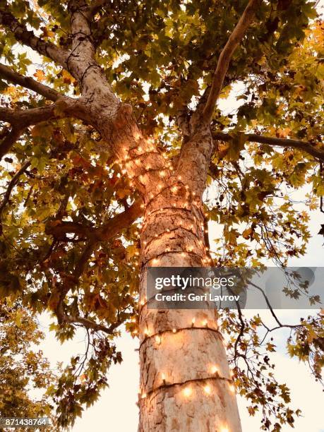 sycamore tree lit up with christmas lights - solvang - fotografias e filmes do acervo