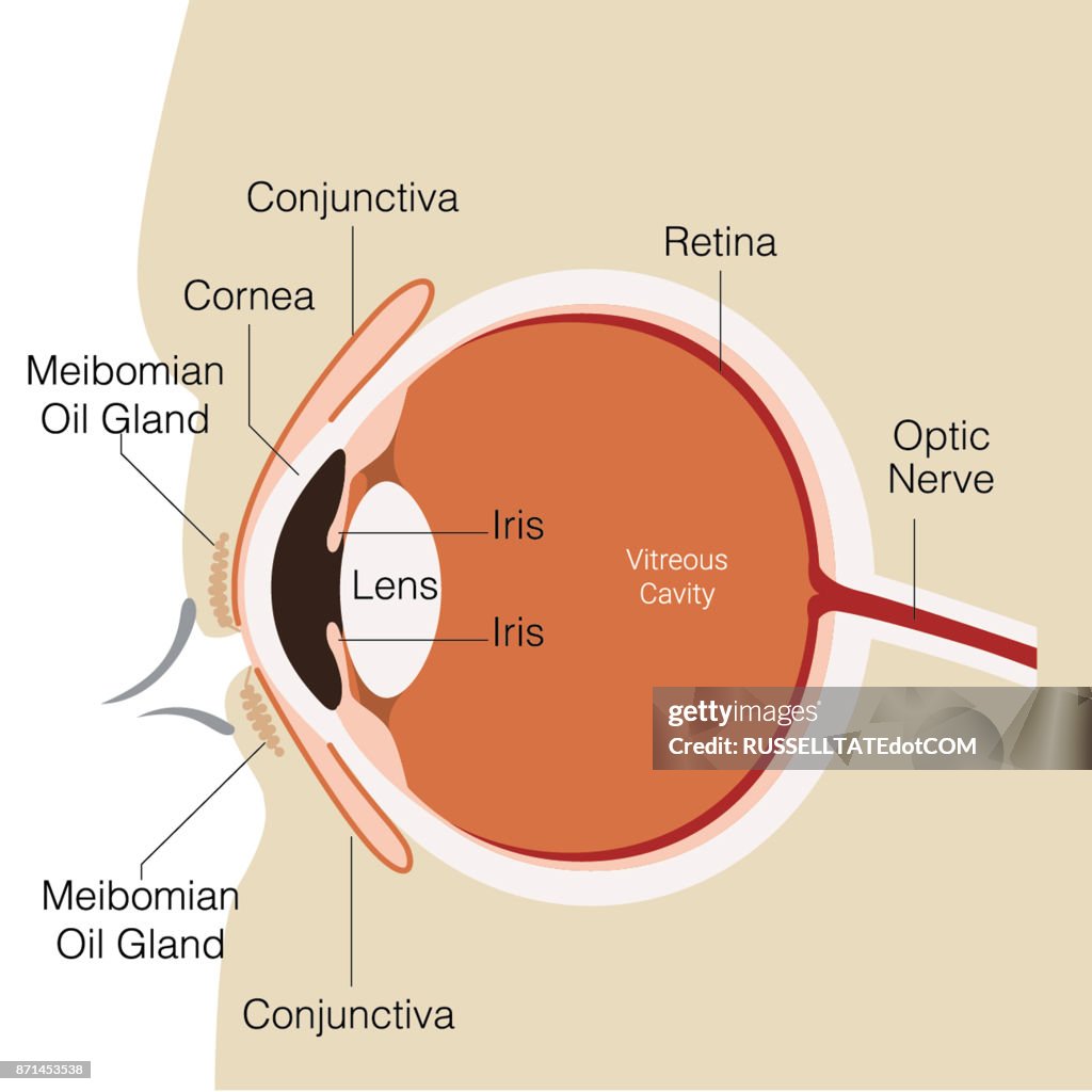 Conjoctive Oeilconjonctive Illustration - Getty Images