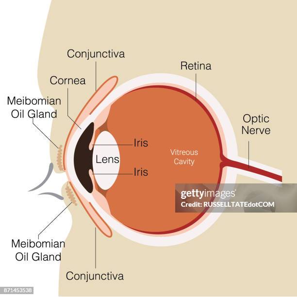 7点のまぶたイラスト素材 Getty Images 7点のまぶたイラスト素材 Getty Images