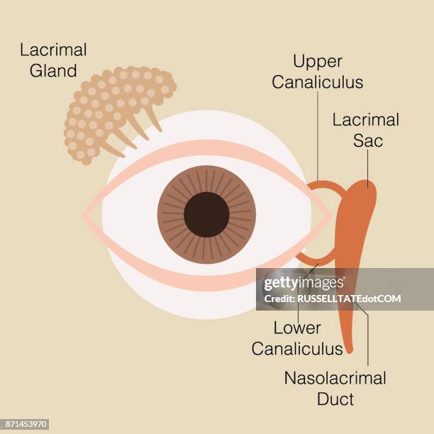 ilustrações, clipart, desenhos animados e ícones de olho--glândula lacrimal - nervo ótico