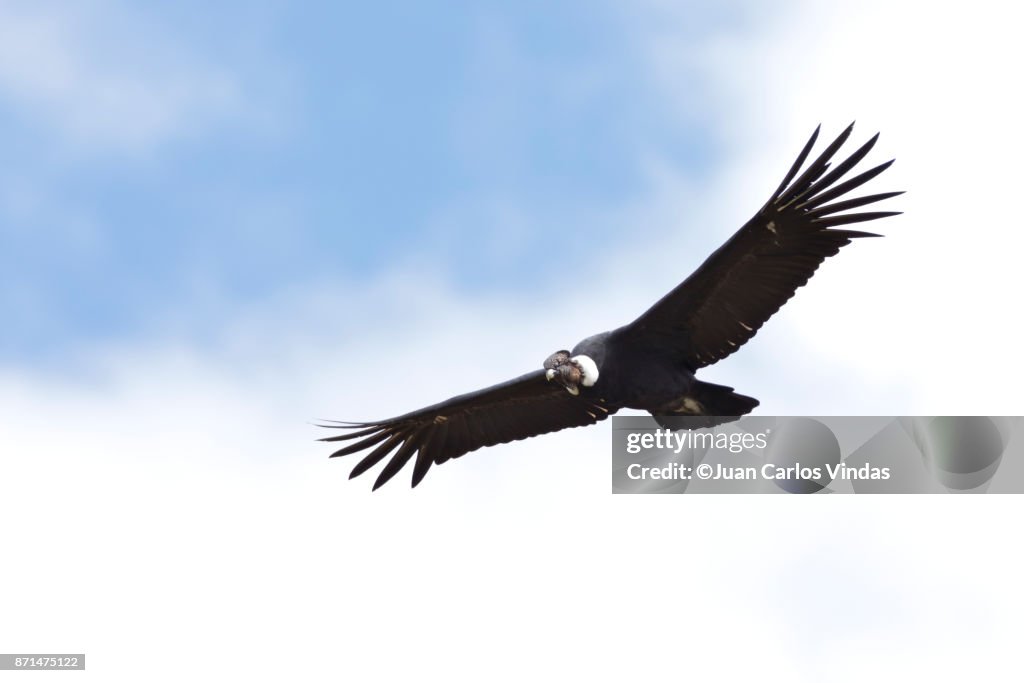Andean Condor (Vultur gryphus)