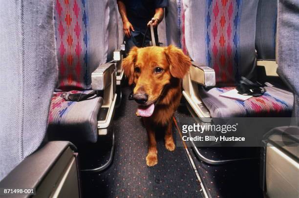 sniffer dog at work on passenger plane - dog following stock pictures, royalty-free photos & images