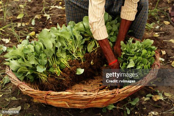 putting cauliflower plants in the basket - basket stock pictures, royalty-free photos & images