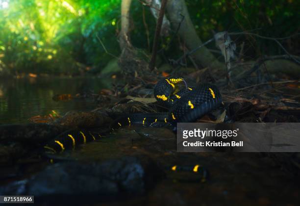 mangrove cat snake (boiga dendrophila) in rainforest stream - thailand - cat snake - fotografias e filmes do acervo