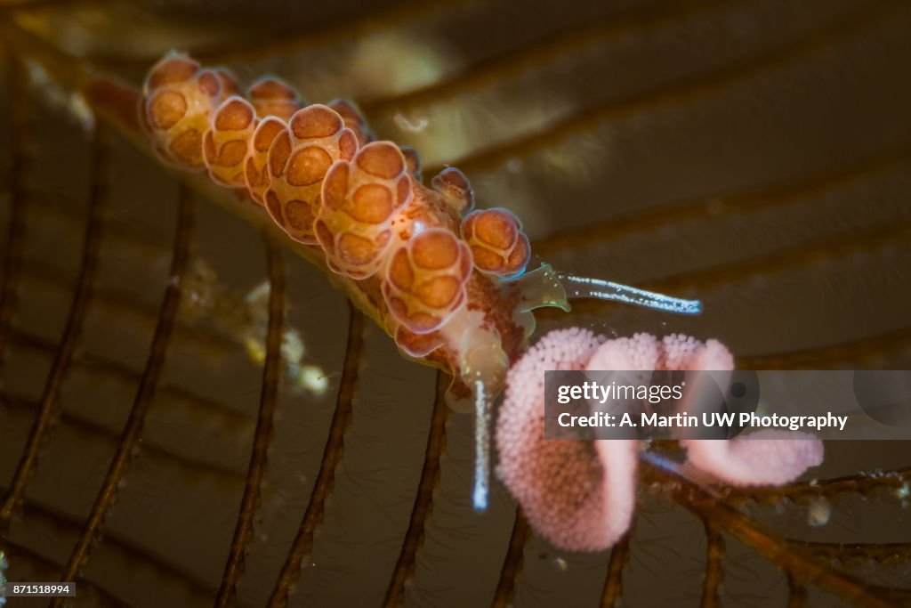 Seaslug and eggs (Doto floridicola)