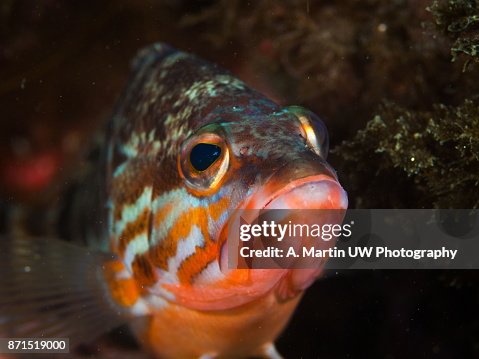 Comb Fish Comber Fish Close Up High-Res Stock Photo - Getty Images
