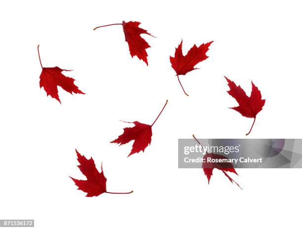 swirl of red autumnal maple leaves on white. - maple leaf stock-fotos und bilder