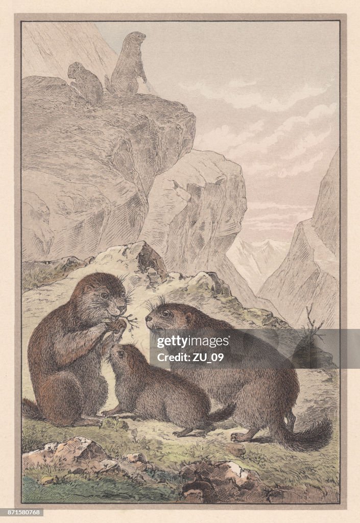 Alpine marmot (Marmota marmota), hand-colored lithograph, published in 1889