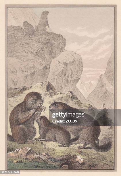 alpine marmot (marmota marmota), hand-colored lithograph, published in 1889 - tatra mountains stock illustrations