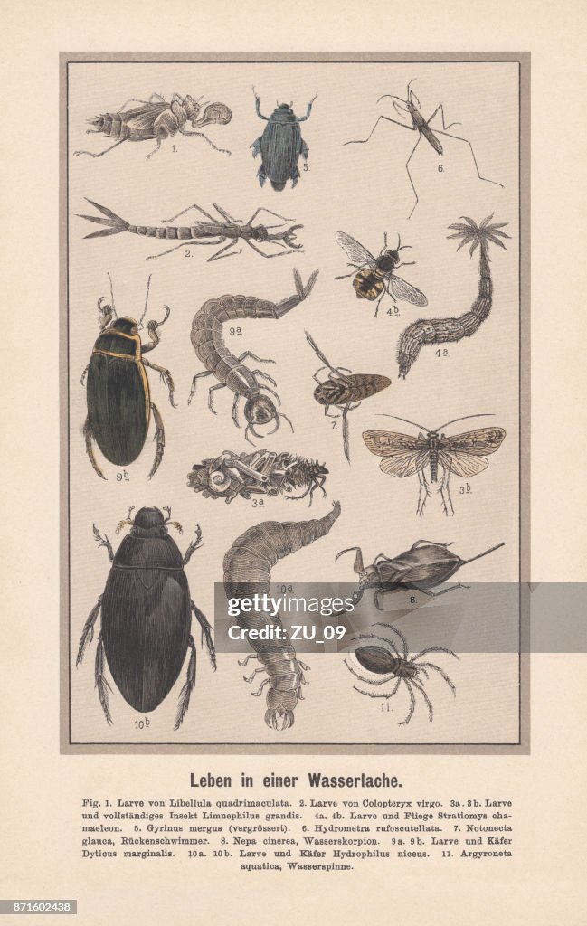 Water insects in a biotope, hand-colored lithograph, published in 1889