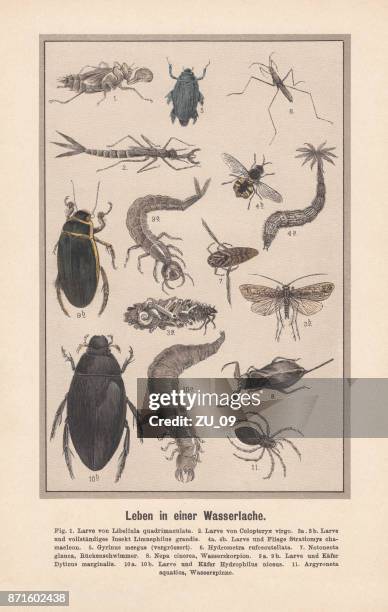 water insects in a biotope, hand-colored lithograph, published in 1889 - argyroneta aquatica stock illustrations