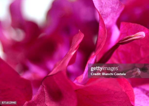 bougainvillea flower in bloom - buganville foto e immagini stock