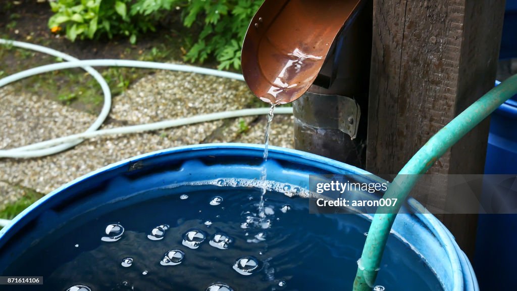 Rain Water Is Streaming into Barrel in the Garden.
