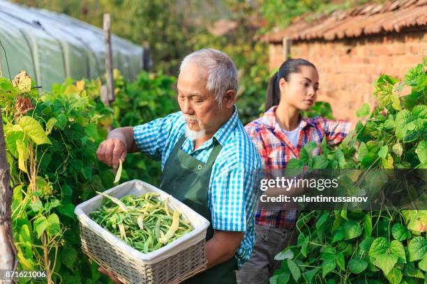 family harvesting green beans - bulgaria nature stock pictures, royalty-free photos & images