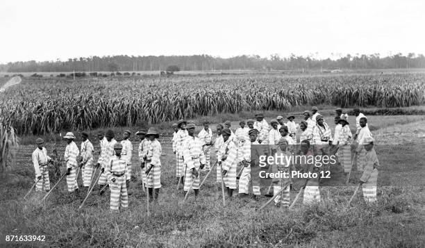 African-American convicts working in the fields in a chain gang, 1903.