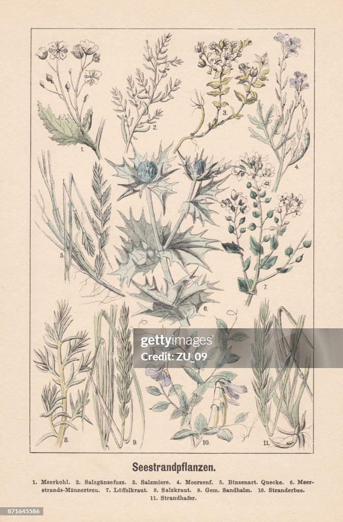 Beach plants, hand-colored lithograph, published in 1889