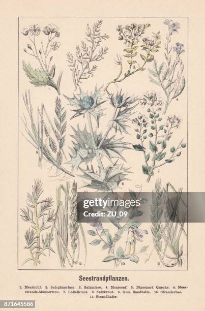 beach plants, hand-colored lithograph, published in 1889 - pulmonaria officinalis stock illustrations