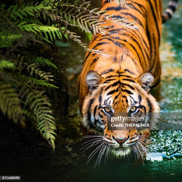 tiger - tiger cu portrait stock pictures, royalty-free photos & images