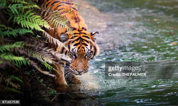 tiger - tiger eye stock pictures, royalty-free photos & images