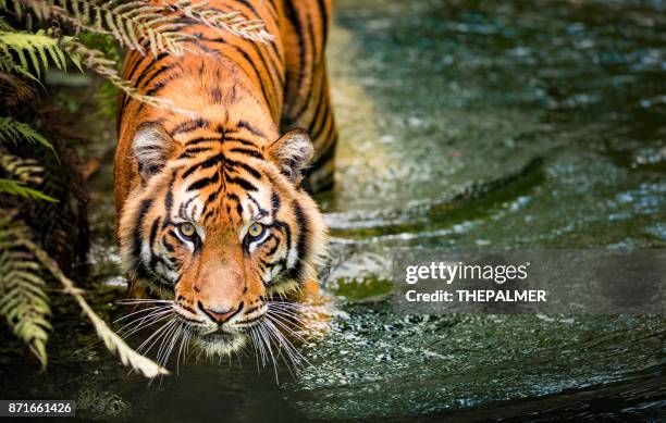 tiger - tiger cu portrait stock pictures, royalty-free photos & images