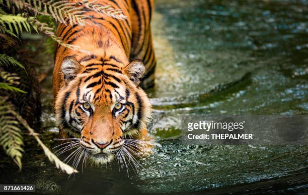 tigre - animals hunting - fotografias e filmes do acervo