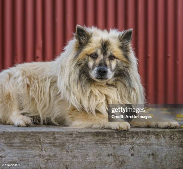 portrait of icelandic sheep dog, iceland - shepherd dog stock pictures, royalty-free photos & images