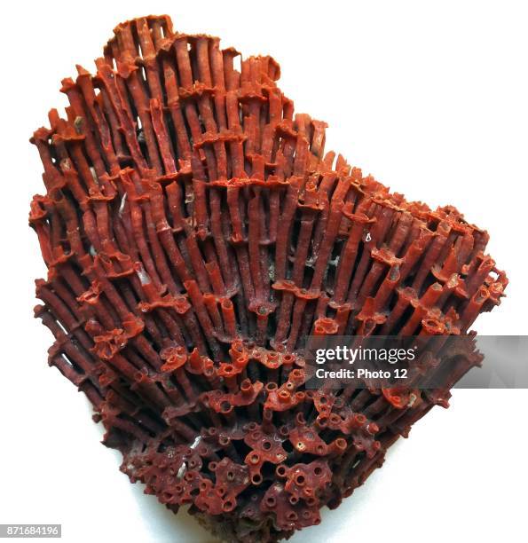 Tubipora Musica , native to the waters in the Indian Ocean and central regions of the Pacific Ocean. Only species of soft coral. Indonesia. Dated...