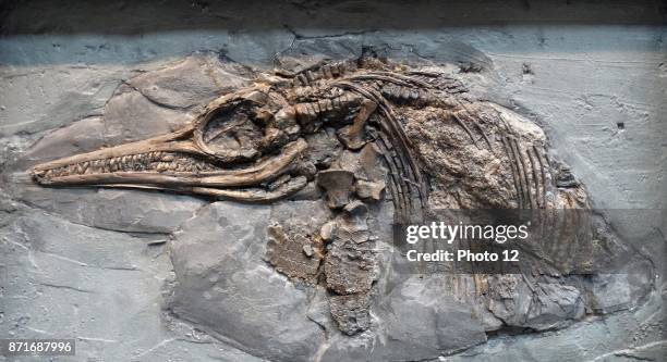 Ichthyosaurus genus of ichthyosaurs from the late Triassic and early Jurassic. Found in Lower Lias, Lower Jurassic, Lyme Regia, Dorset.
