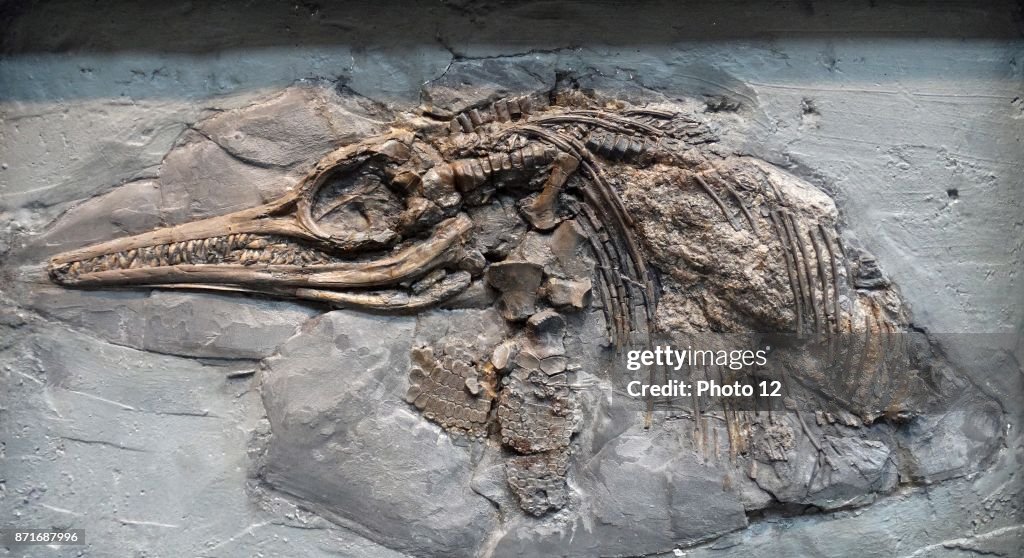 Ichthyosaurus (Conybeare).
