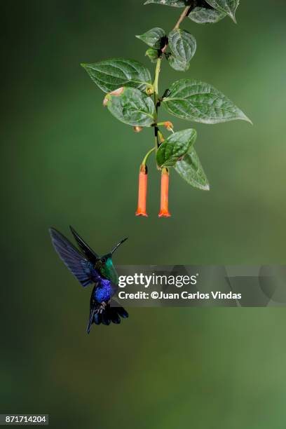 green-crowned woodnymph (thalurania colombica) - thalurania colombica imagens e fotografias de stock