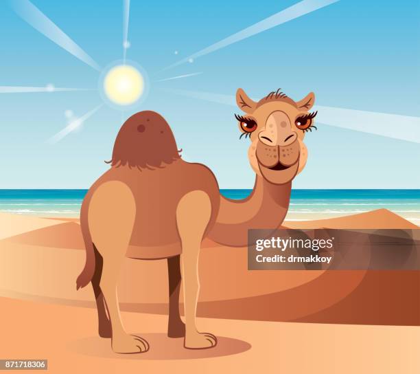 camel and desert - hump stock illustrations
