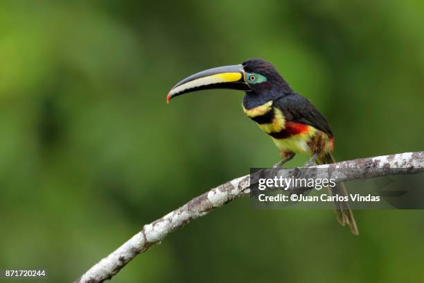 many-banded aracari (pteroglossus pluricinctus) - yasuni national park stock pictures, royalty-free photos & images