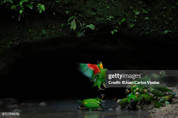 orange-cheeked parrot (pyrilia barrabandi) - yasuni national park imagens e fotografias de stock