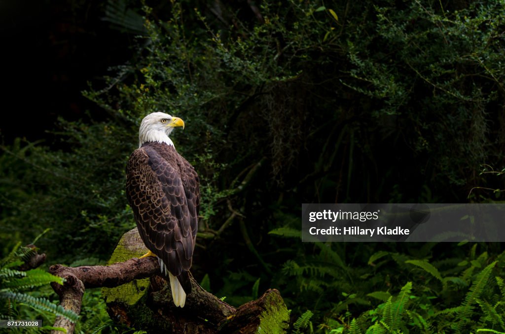 Bald Eagle in forest setting