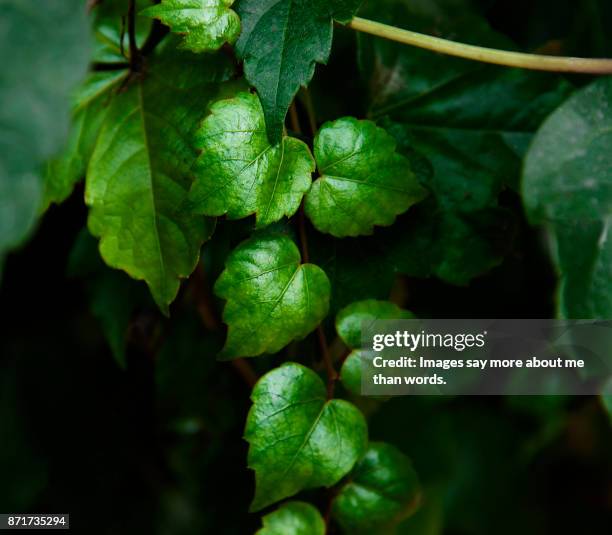 ivy leaves shine in the spring sun. - raceme stock pictures, royalty-free photos & images