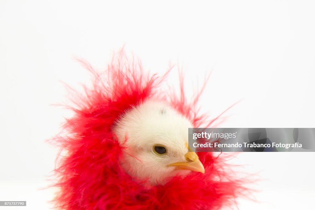 Chick with red feather boa