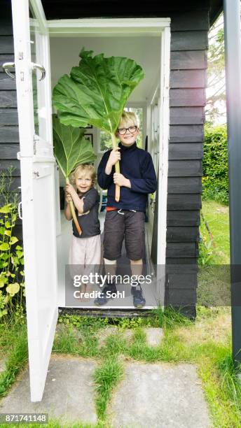 balcony garden - rhubarbe stock pictures, royalty-free photos & images