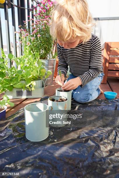 een beetje helper op het balkon - urban garden stockfoto's en -beelden