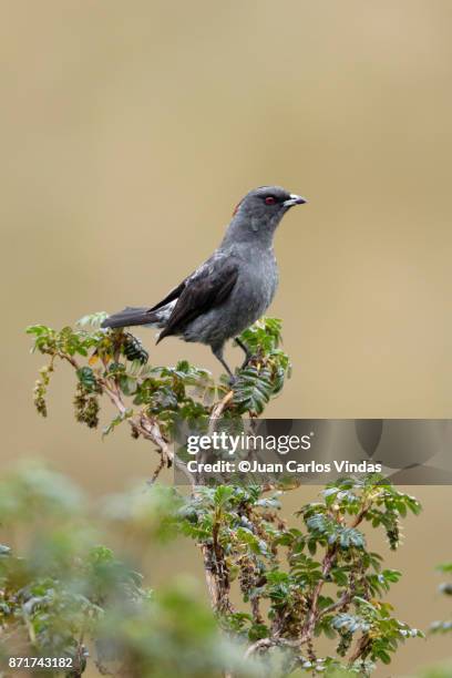 Red Cotinga Cotinga Photos and Premium High Res Pictures - Getty Images